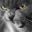 ZORG's Photo